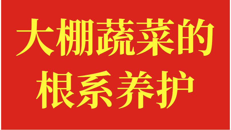 大棚蔬菜的根系养护