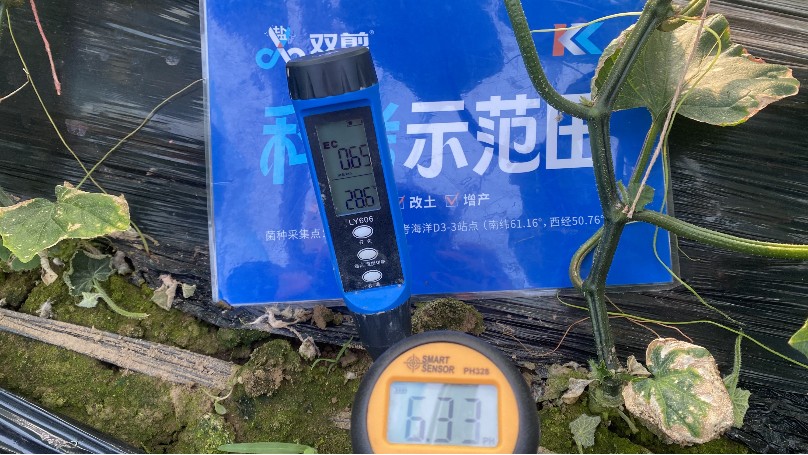 山东莘县黄瓜