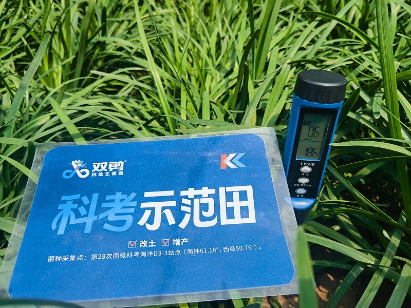 河北韭菜