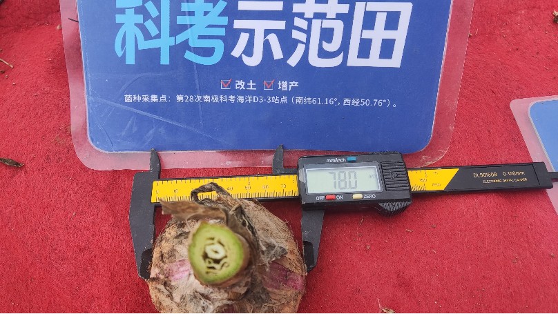 大蒜种植-江苏邳州大蒜