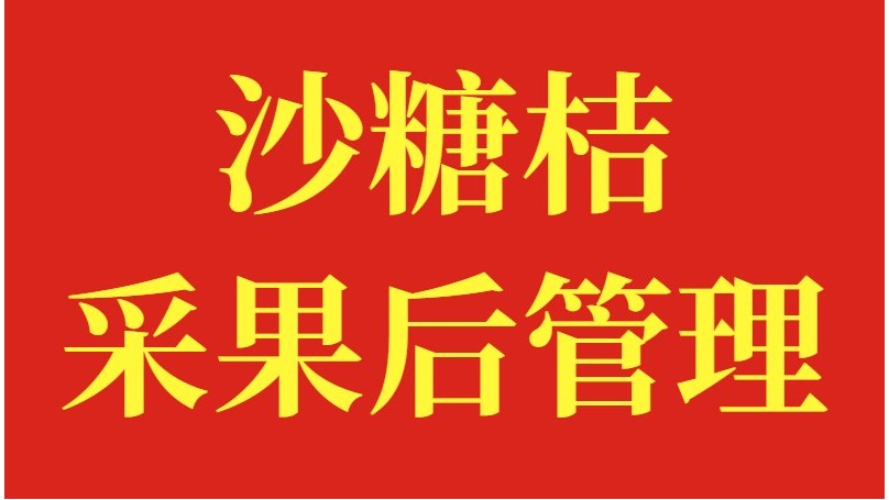 沙糖桔采果后管理，保证来年丰产提质