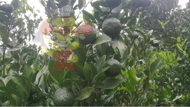 柑橘膨果的关键元素？