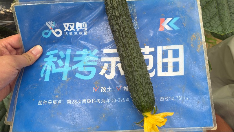 山东黄瓜-双剪抗盐生根菌 