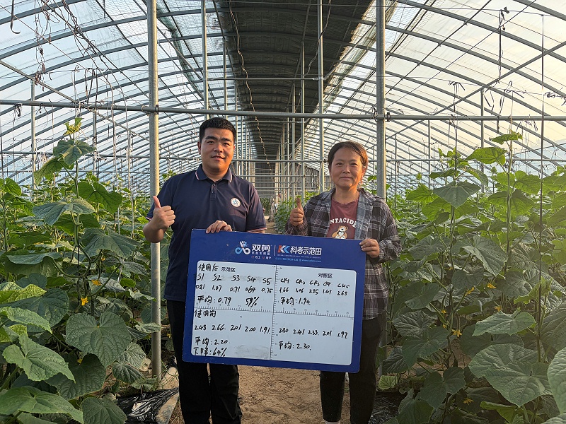 山东黄瓜-双剪抗盐生根菌 -