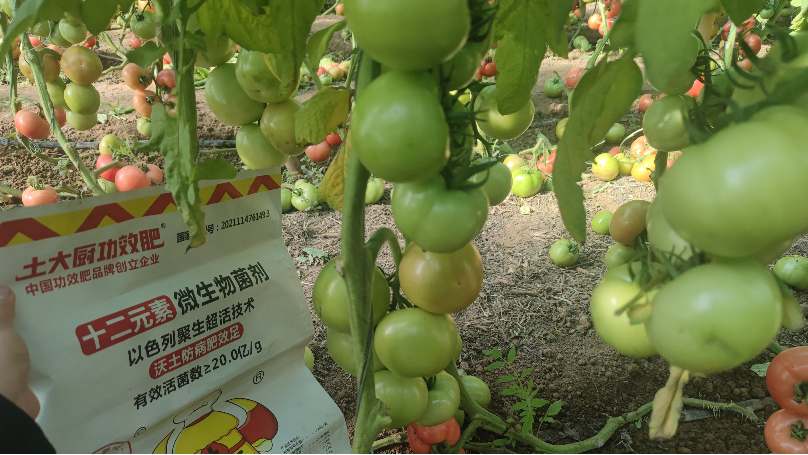 大棚蔬菜有“四害”你知道吗？