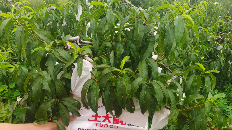 施肥—土大厨辽宁油桃