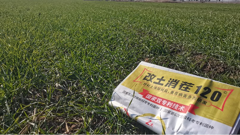 “雪中送炭”的农技革命—小麦年前追肥