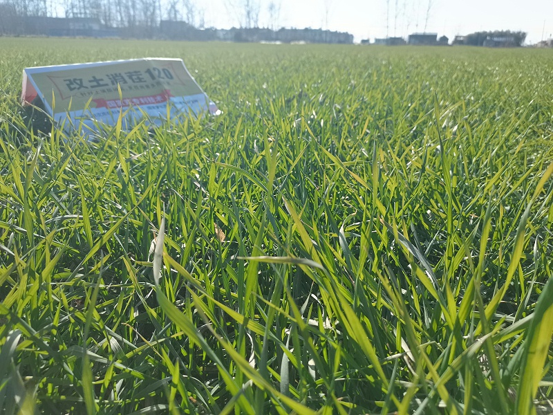 江苏小麦追肥