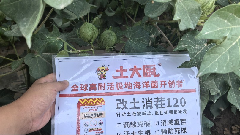 新疆盐碱地-土大厨棉花