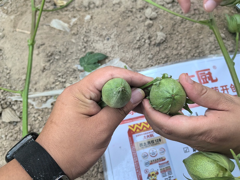 新疆盐碱地-土大厨棉花 (2)