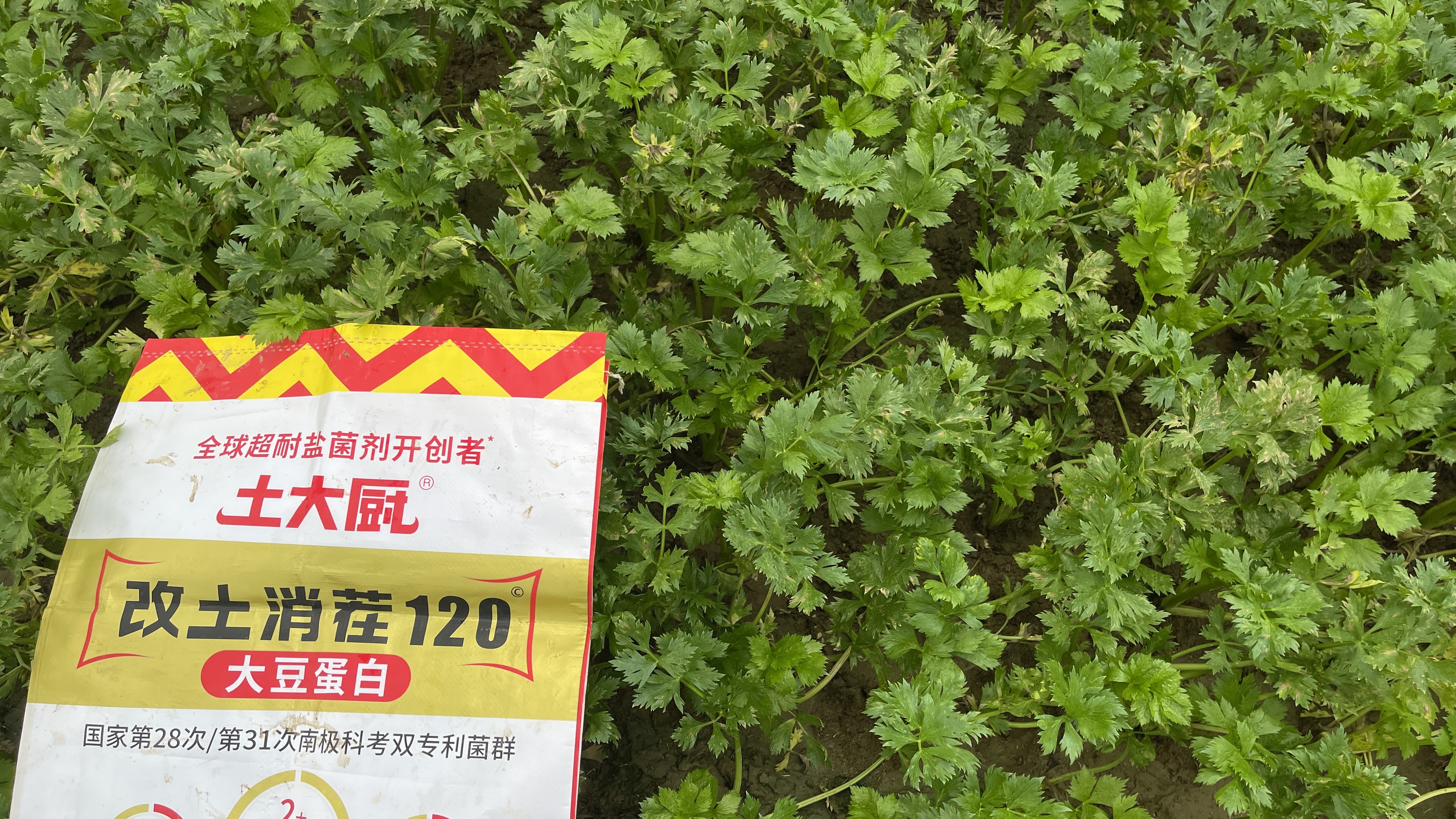 芹菜死棵烂苗-用土大厨