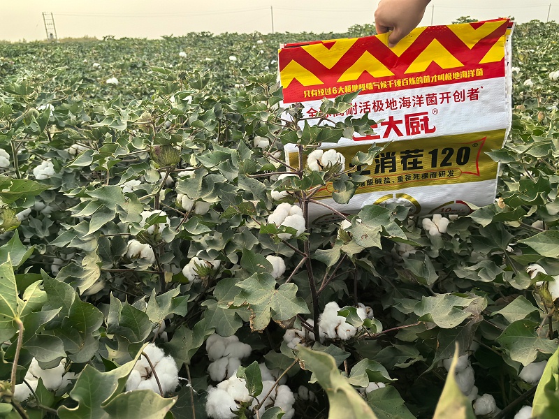 新疆盐碱地-土大厨棉花 (1)