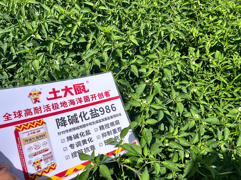 辣椒种植-土大厨