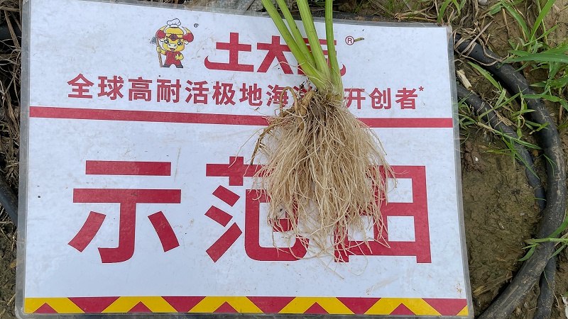 芹菜死棵烂苗-用土大厨 (1)