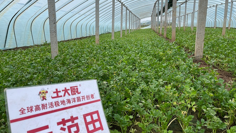 芹菜死棵烂苗-用土大厨 (2)