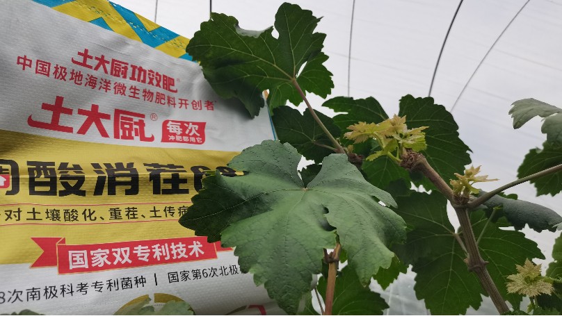 微生物菌剂的功效机理（上）
