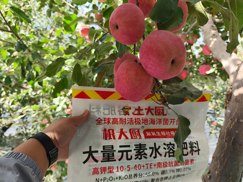 新疆阿克苏苹果