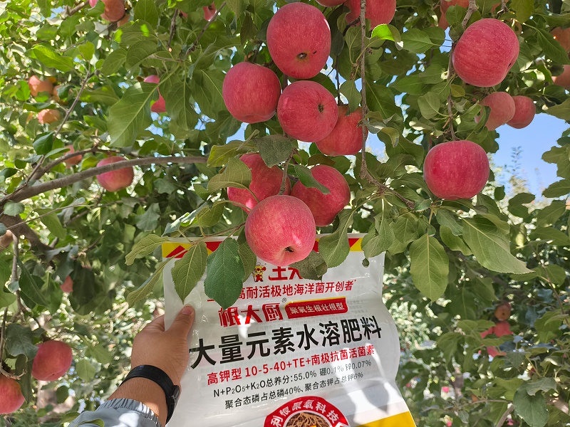 新疆阿克苏苹果1