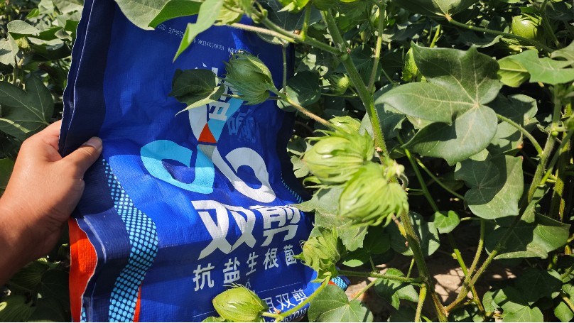 新疆棉花用双剪抗盐生根菌