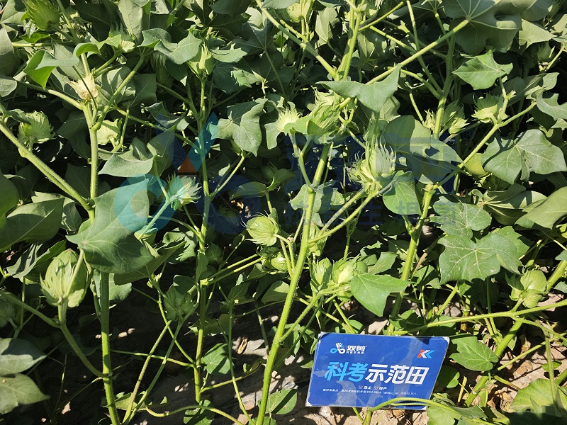 棉花用双剪抗盐生根菌