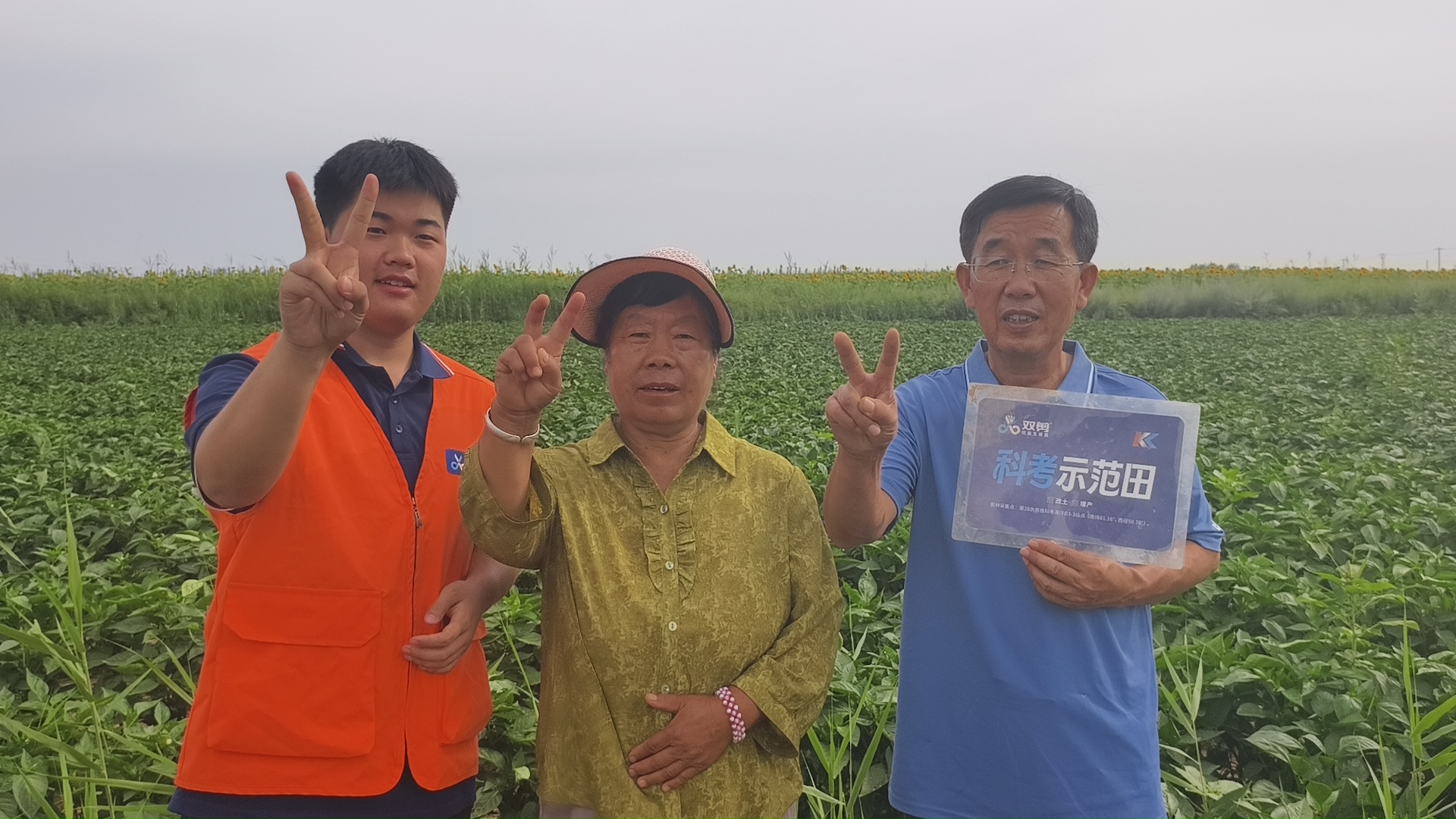 为何雨水加高温，大田辣椒受盐害早衰危害更重？