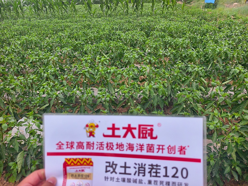 山西辣椒用土大厨