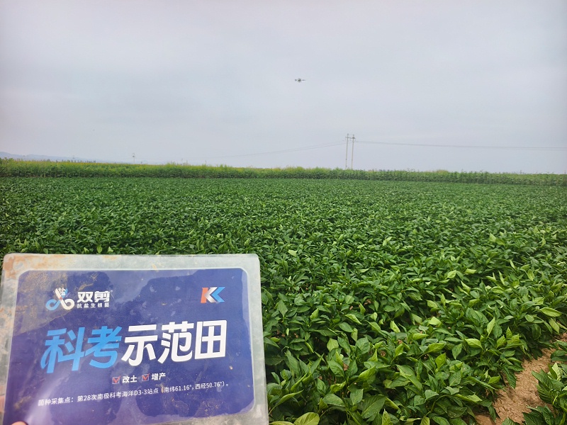 高温辣椒-用双剪抗盐生根菌 (1)