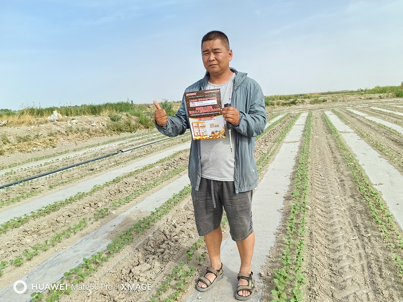 盐碱地改良-新疆程大哥棉花