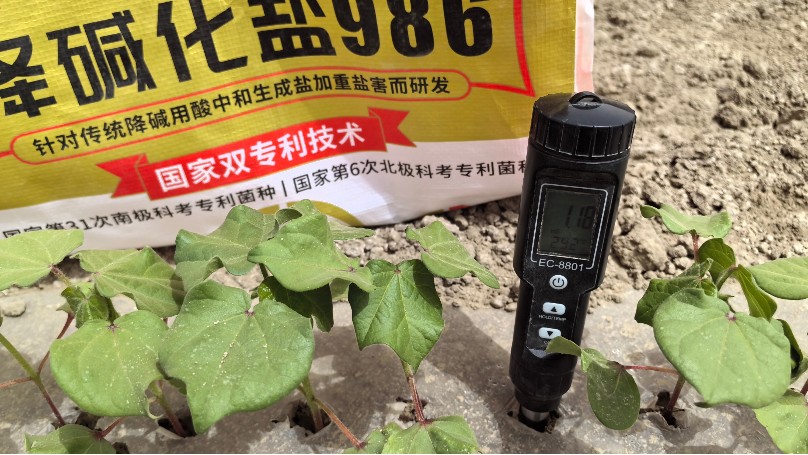 盐碱地改良，西北棉花改良方案