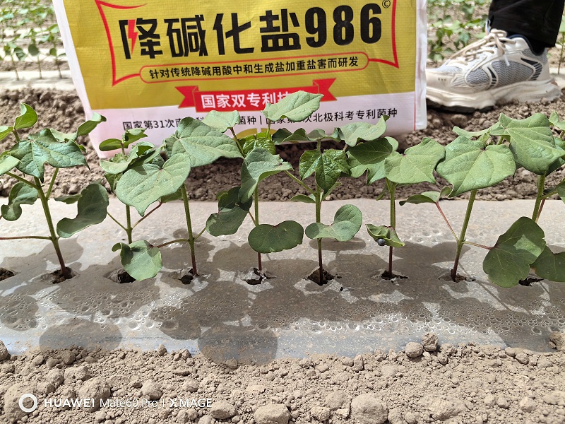 盐碱地改良-新疆陈老板棉花1