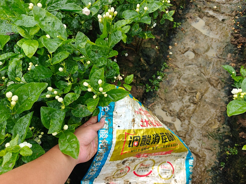 茉莉花-调酸消茬6680 (2)