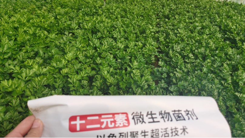 芹菜种植，如何解决盐碱问题？