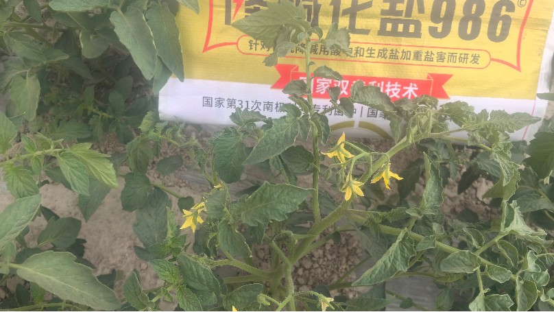 盐碱地改良，新疆酱番茄案例