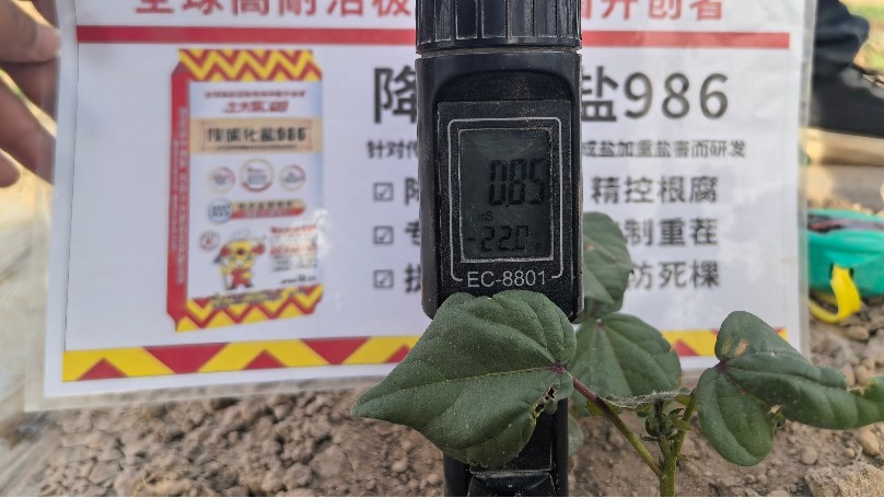 棉花苗期僵苗问题如何解决？