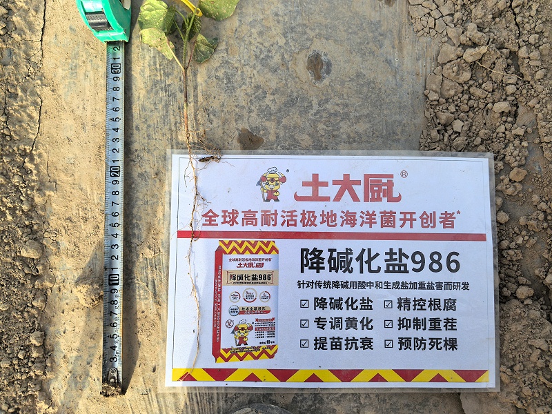 新疆轮台棉花