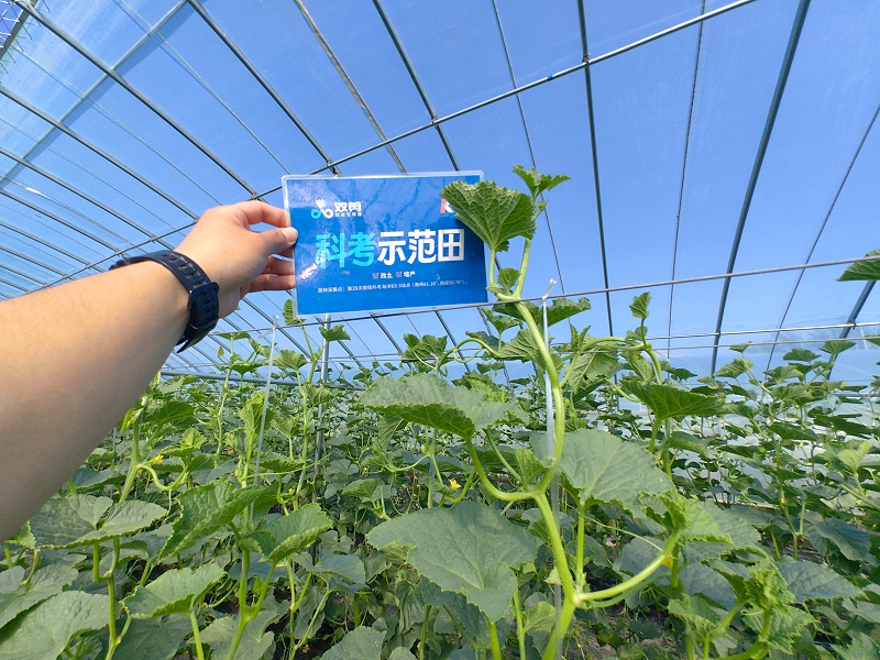 甜瓜施肥-山东莘县