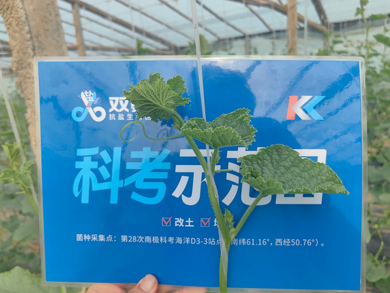 甜瓜盐害-找土大厨