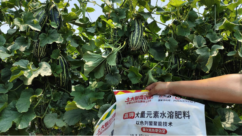 甜瓜用土大厨功效水溶肥，效果如何？