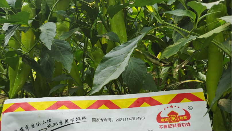辣椒专用肥如何选？高产、高量、品质好
