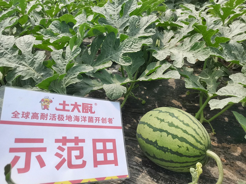 西瓜重茬用土大厨极地海洋菌 (1)