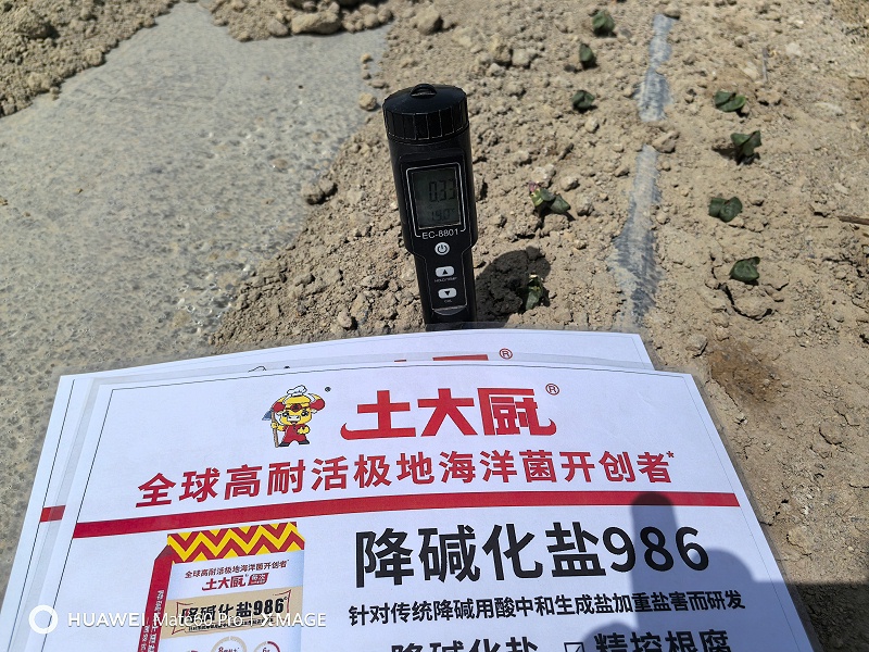 棉花出苗-土大厨
