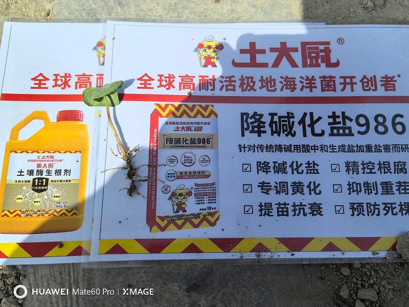 2025.4.27新疆尉犁尚总，李老板表示种植十多年棉花，今年是出苗最好的，连续两年使用土大厨降碱化盐986产品，往年随便检测都是5个6个盐，现在种孔附近盐分在1以内，降盐效果明显，未滴的地方盐分依然在5个左右，目前出苗率在80％左右，出苗健壮，根 (11)