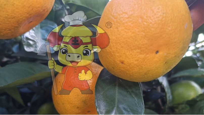 柑橘壮果肥什么时候施好？邓大哥案例