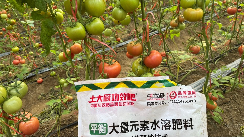 高耐活菌—山东平度西红柿案例