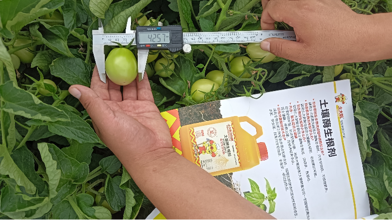 高耐活菌—新疆五家渠番茄案例