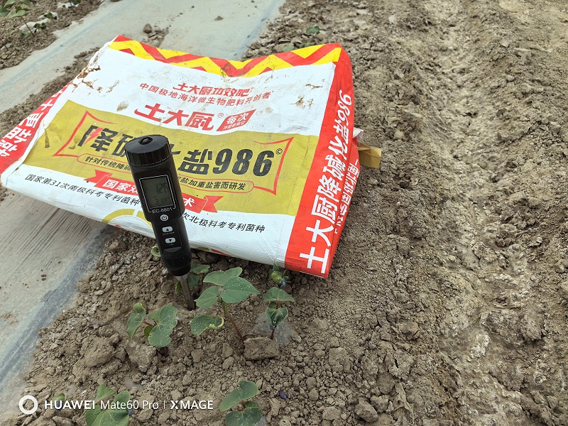 盐碱地改良，新疆林大姐棉花