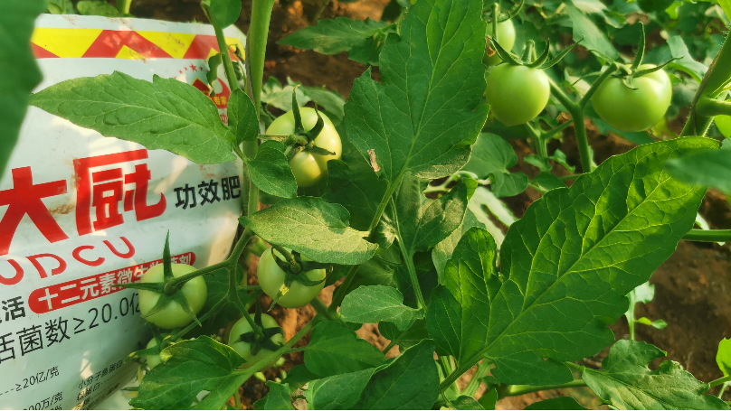 微生物菌剂的使用方法和禁忌