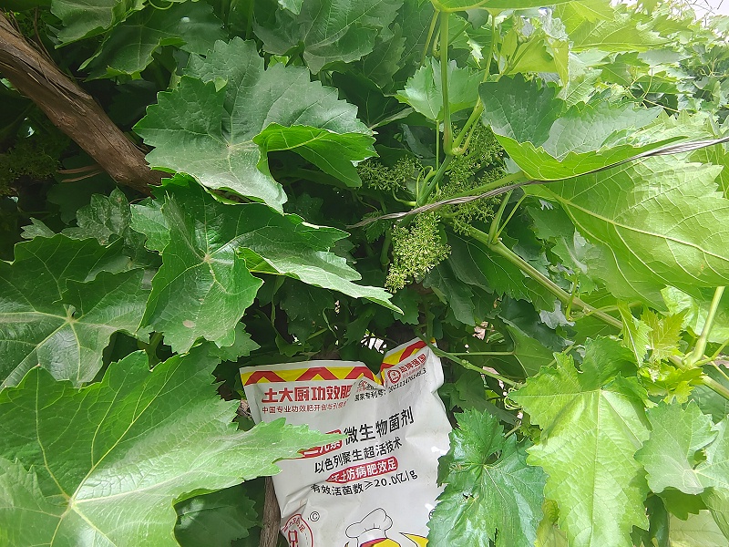 微生物菌剂-新疆鄯善县葡萄